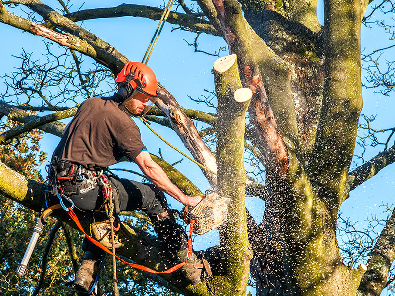 Perth arborist with chainsaw in a tree.