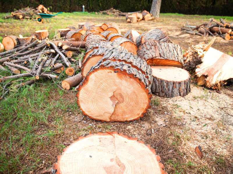 Tree lopping in a Perth backyard.