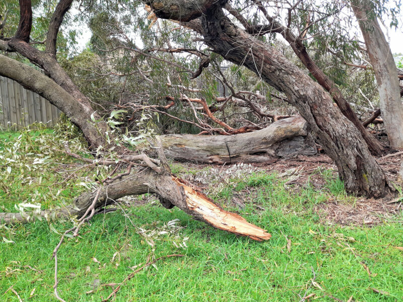 Overgrown trees in a Perth backyard ready for tree removal