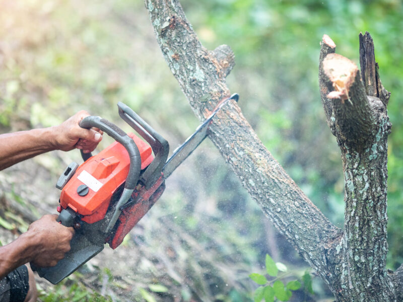 Close up of chainsaw pruning a tree services Perth