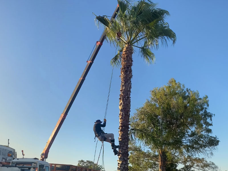 Palm tree about to be removed, crane and palm tree arborist are shown in the background.