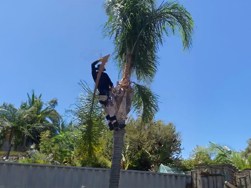 Arborist removing leaves from a palm tree in a Perth backyard.