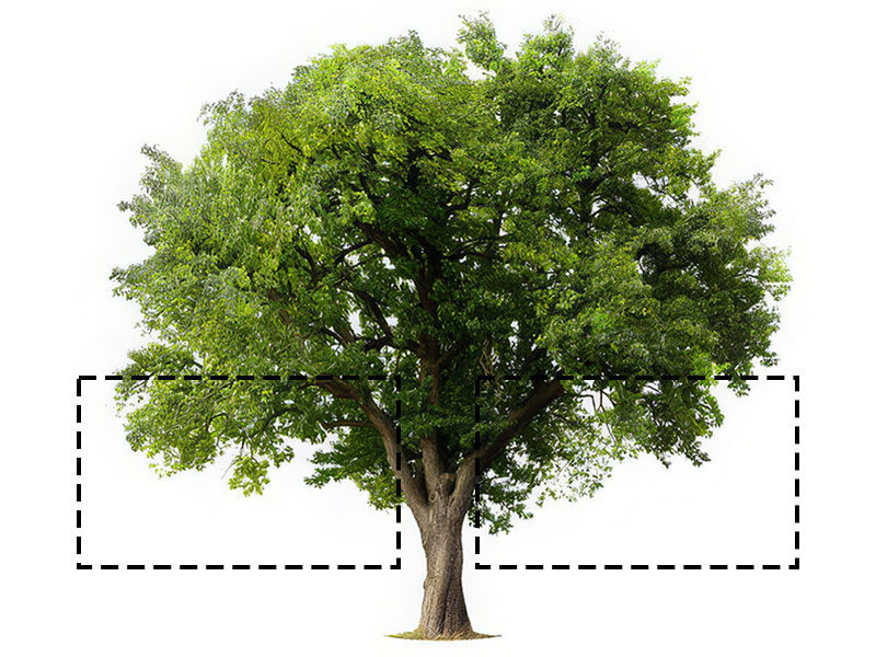 Graphic diagram of how Crown lifting works on a Perth tree.