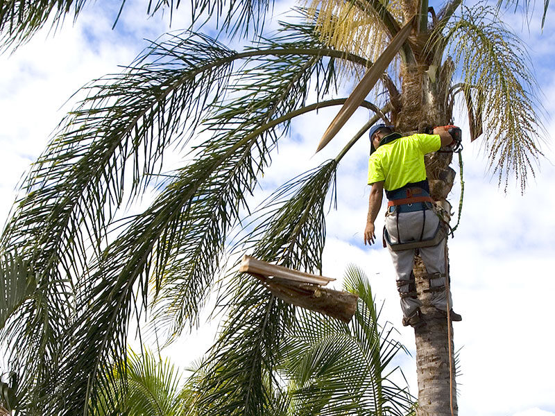 Tree Wise Men Perth staff member in a palm tree removing leaves.