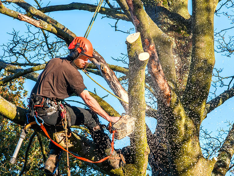 Perth arborist with chainsaw in a tree.
